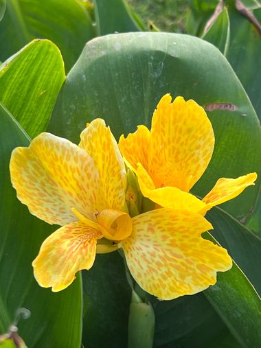 Eudimer20 en Hamelin: Flora, Canna × hybrida, #arboles #flower #plants