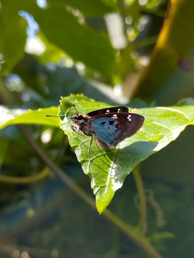Michael_vinasco en Hamelin: Fauna  (Ansermanuevo), #fauna #mariposas 
