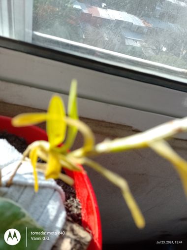 GrachuV. en Hamelin: Flora, Epidendrum ibaguense, Orquídea triste...