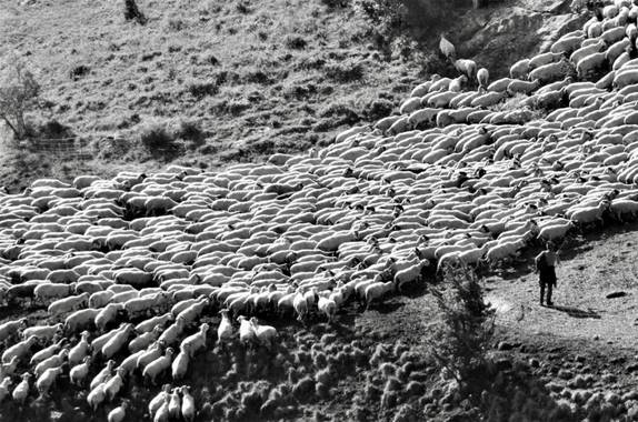 Azulmarino  en Hamelin: Paisaje  (Gombrèn), Un equipo #bnw_photo #blancoynegro #naturephotography #ovejas #altamontana #highlands #nomada 