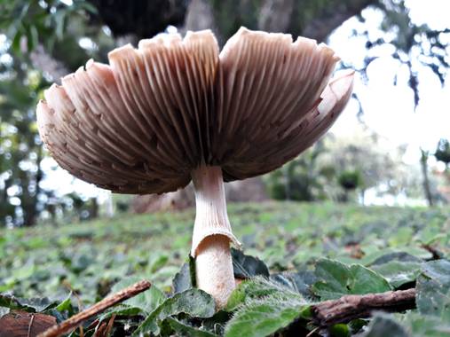 Yeso en Hamelin: Observación  (San Carlos), #parquesyjardines  