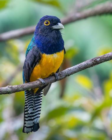 jhonathanmiranda1 en Hamelin: Fauna  (Piar), Trogon violaceus Gmelin, 1788, Siempre deslumbrantes, Sorocuá

#aves21 #avesdevenezuela #birdsofvenezuela 
