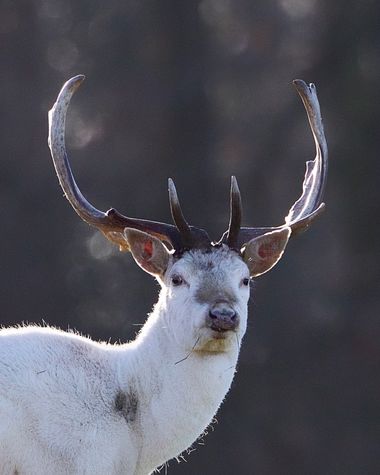 Jozsef Baricz en Hamelin: Fauna, The albino king

#animal #animals #wildlifephotography #wild #deer #deers #nature #natural #outdoor #outdoors #colour #co...