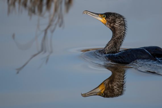 Ignicapillus en Hamelin: Fauna  (Viladecans), Phalacrocorax carbo (Linnaeus, 1758), Cormorán grande

He aquí un ave común en los humedales ibéricos durante...