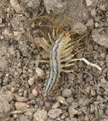 Solerantonio2 en Hamelin: Fauna  (Níjar), Insecto