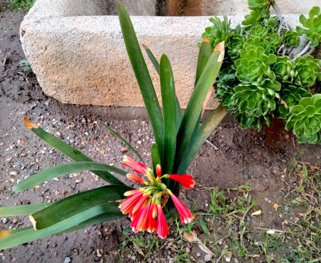 Solerantonio2 en Hamelin: Flora  (Almería), Clivia nobilis, Planta