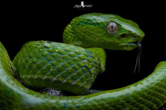 JaredMoreno59 en Hamelin: Fauna, It is a species that can be observed in the high parts of Costa Rica. It feeds on small frogs and birds.
