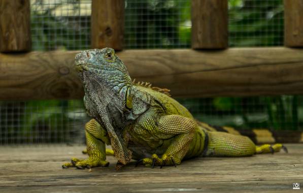 Acorazado3000 en Hamelin: Fauna  (Benalmádena), Iguana en pose 






#fotografiacarloscalvo #saurópsidos #iguana #reptil #reptiles #mascota #escamas #igua...