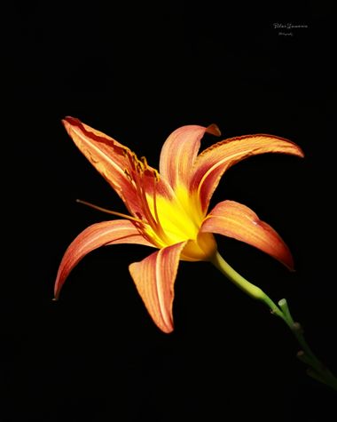 Yatoma66 en Hamelin: Flora  (Madrid), Hemerocallis fulva, #flora#natura