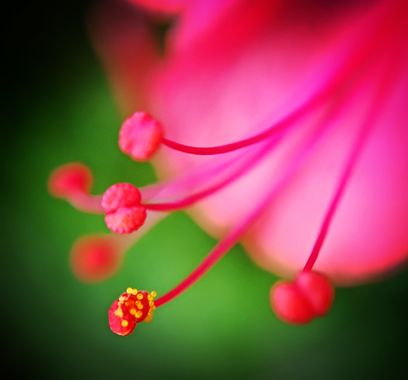 Berenicelujan en Hamelin: Flora  (La Laguna), #flor