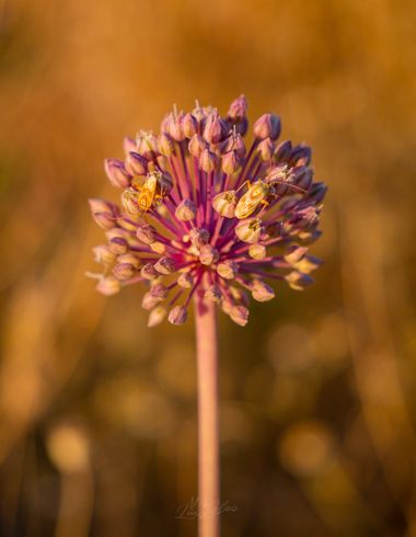 Luis Miguel González en Hamelin: Fauna, #macro 