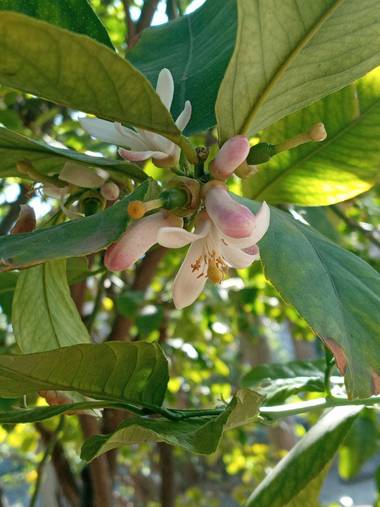 alexisescoriza en Hamelin: Flora  (San Rafael), Citrus limon, Flor de primavera de un #limonero 