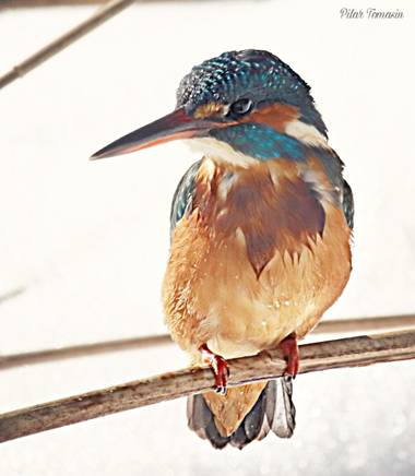 Yatoma66 en Hamelin: Fauna  (Madrid), Alcedo atthis (Linnaeus, 1758), #aves21