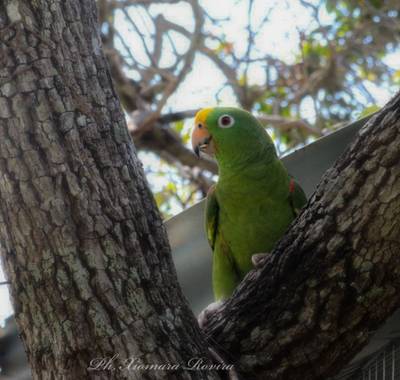 Xiomara Rovira  en Hamelin: Fauna  (Rivera), Amazona ochrocephala (Gmelin, 1788), #loro 