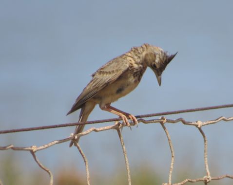 Solerantonio2 en Hamelin: Fauna  (Níjar), Cogujada comun