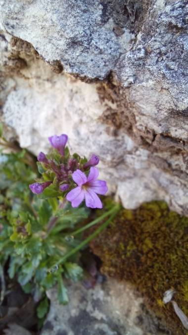 Corina en Hamelin: Flora  (Bernedo), Erinus alpinus, #florecias