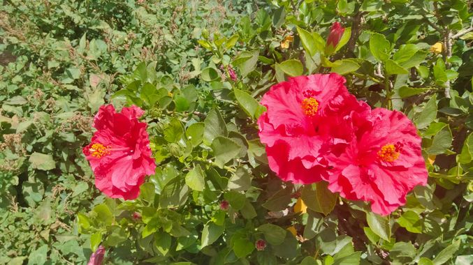 Solerantonio2 en Hamelin: Flora  (Almeria), Planta