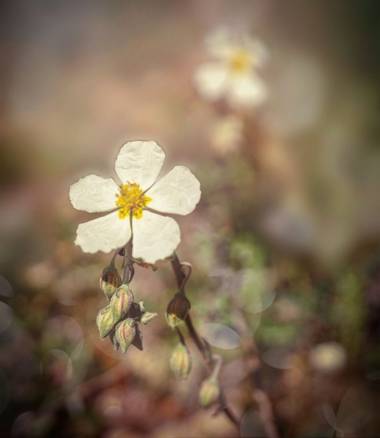 rqsalcedo en Hamelin: Flora  (Santa María de la Alameda), Helianthemum apenninum, #flora21 