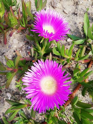 Helenbell33 en Hamelin: Flora  (Cabanes), Carpobrotus acinaciformis, #flores #flora #coloresdeprimavera #castellon #torrelasal #cabanes #comunitatvalencian...