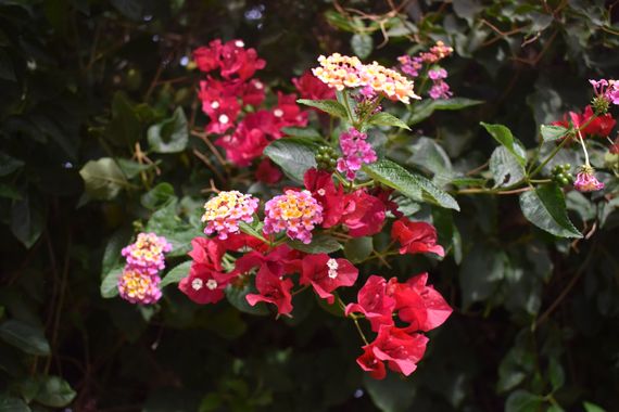 Solerantonio2 en Hamelin: Flora  (Avenida del Mediterráneo), Plantas