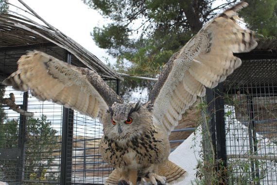 ezequiel.eleno.alonso en Hamelin: Fauna, Bubo bubo (Linnaeus, 1758), #buho 