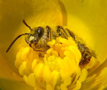 Eritz.cortazar en Hamelin: Fauna  (Bilbao), Abeja sobre un ranúnculo bulboso🐝


#abeja #abejaobrera #apis #apismellifera #bee #insecto #insect #polen #mac...