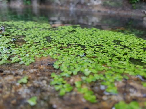 Ana Guillén en Hamelin: Flora  (Trevejo), Crece en las aguas de los pilares de pueblos de las España profunda y vaciada, en este ocasión, es un pilar que h...
