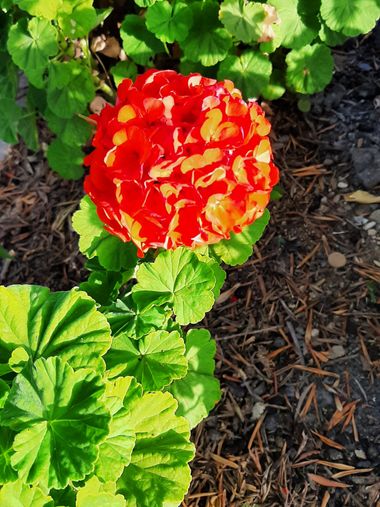 Abigail en Hamelin: Flora, Pelargonium zonale