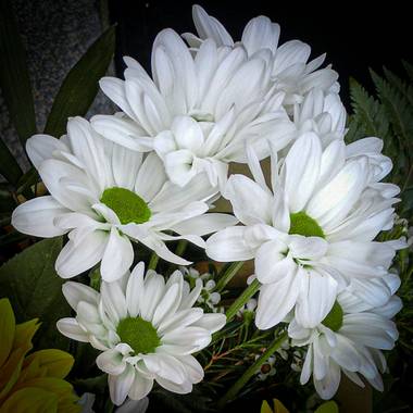 Mistela17 en Hamelin: Flora  (Palencia), #flora21 