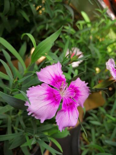 Yecoxl en Hamelin: Flora  (Sincelejo), Dianthus barbatus