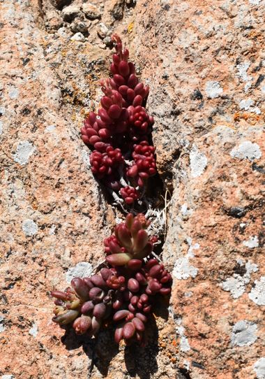 Solerantonio2 en Hamelin: Flora  (Níjar), Planta