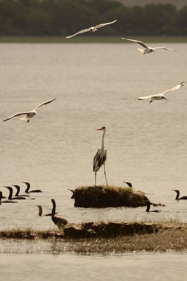 genarooddone en Hamelin: Fauna  (Villa del Dique), Ardea cocoi Linnaeus, 1766, 75 cm. Arisca. Solitaria. A veces en árboles. La mayor de las garzas. Dorso ...