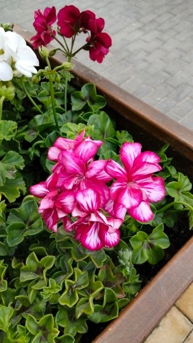 Solerantonio2 en Hamelin: Flora  (Lucainena de las Torres), Planta