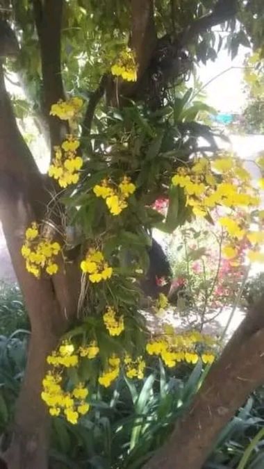 Obeddavila035 en Hamelin: Flora, Oncidium altissimum, #flores 