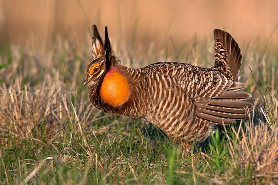 Ignicapillus en Hamelin: Fauna  (Clay County), Tympanuchus cupido (Linnaeus, 1758), Gallo de las praderas grande

Una de las aves más valiosas, por escasas...
