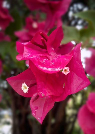 Cr93734 en Hamelin: Flora  (Ciudad de Buenos Aires), Bougainvillea spectabilis, Flor de papel, Santa Rita, o buganvillea menor, es una especie botánica de ...
