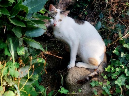Mpinfante en Hamelin: Fauna, Me encantó la pose delicada de esta  'lady cat'. Asumo que es 'ella' porque esa mirada dulce se siente femenina. Al final, he...