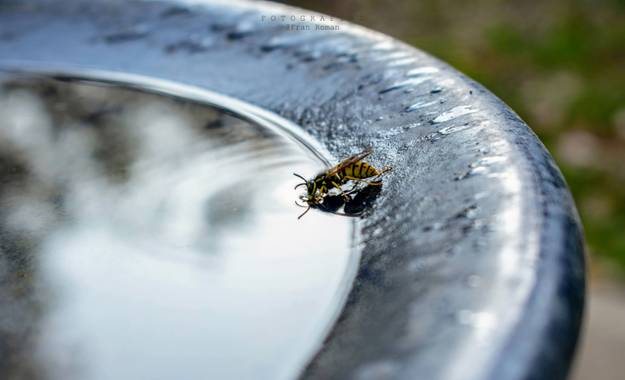 Fran Roman en Hamelin: Fauna  (La Rinconada),  Avispa bebiendo en la fuente. Parque del Majuelo, La Rinconada #ParquesyJardines