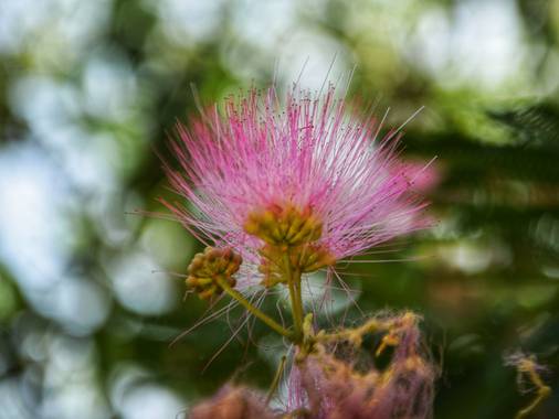 Marivi.s.i en Hamelin: Flora  (Madrid), Albizia julibrissin, #florcuriosa