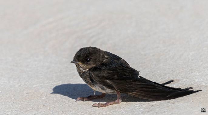 Acorazado3000 en Hamelin: Fauna  (Priego de Córdoba), Delichon urbicum (Linnaeus, 1758), ¡¡Chapuzón¡¡¡








#fotografiacarloscalvo #polluelo #golondrina...