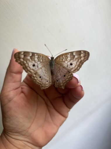 claudiasanchez62 en Hamelin: Fauna  (Calle 9 Sur), #mariposa 