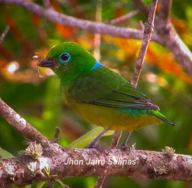 Jhonjairosalinas2016 en Hamelin: Fauna, chlorophonia cyanea, ave pequeña acostumbrada a estar en las partes altas es muy colorida  cuenta con un anillo o...