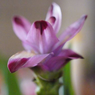 Jonathanmartinbedia0007 en Hamelin: Flora, Curcuma alismatifolia, 

