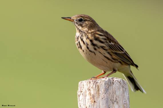 Unai Urresti en Hamelin: Fauna  (Trucios), Anthus pratensis (Linnaeus, 1758), Bisbita pratense.

#aves21 #bisbita  #fauna 