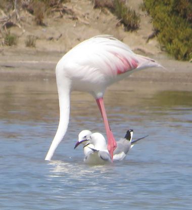 Solerantonio2 en Hamelin: Fauna  (Níjar), Phoenicopterus roseus Pallas, 1811, Flamenco rosado