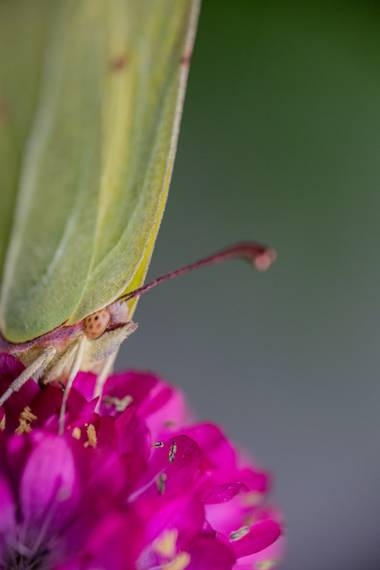 Xabier González en Hamelin: Fauna  (Mos), Nunca va a dejar de sorprenderme la naturaleza, hoy he tenido la suerte de toparme con esta mariposa, que si no l...