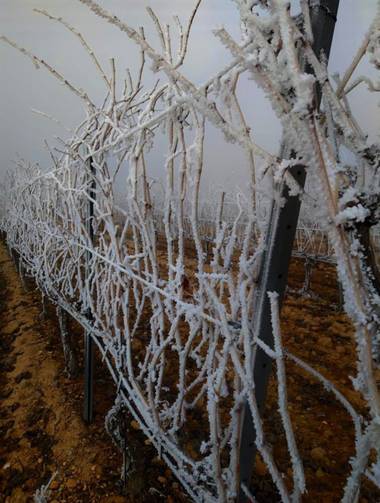 Martasv93 en Hamelin: Flora  (San Esteban de Gormaz), #flora #vid #viñedo #invierno #vine #vineyard #winter #invierno20 