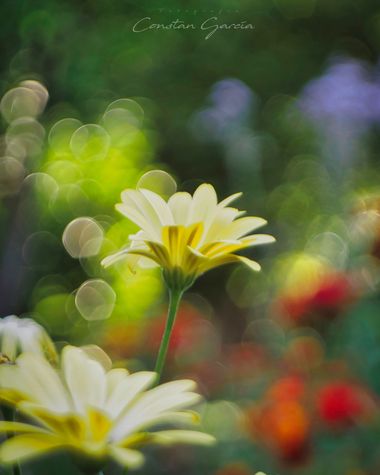 Kons en Hamelin: Flora  (Cáceres), #flora 