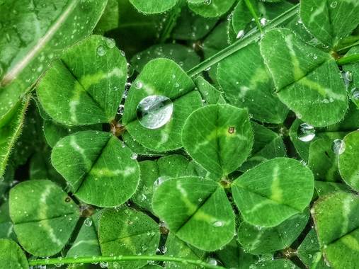 María G Terrones en Hamelin: Flora  (Garciaz), Gotas de la suerte