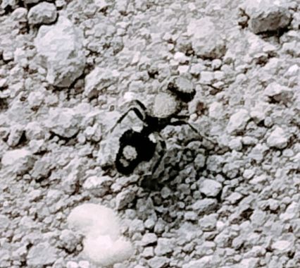 Solerantonio2 en Hamelin: Fauna  (Níjar), Insecto